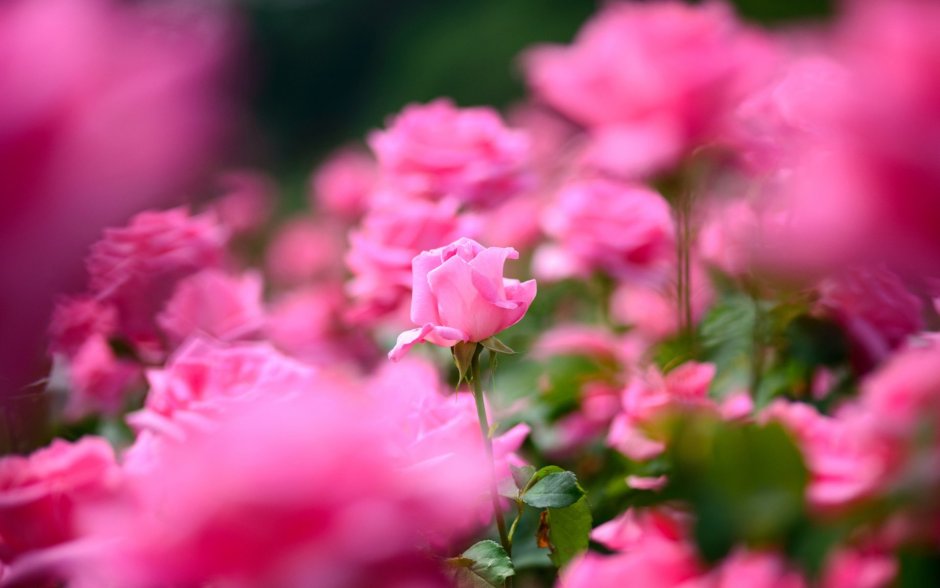 Цветочек розовый