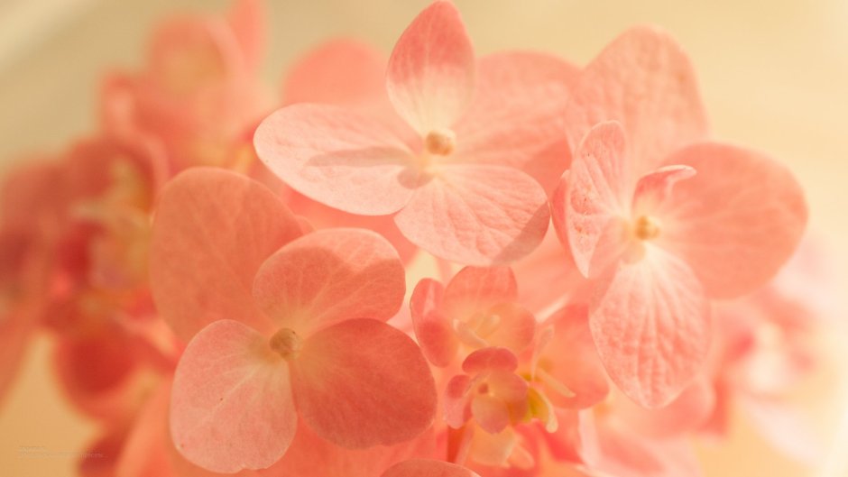 Цветы персикового цвета
