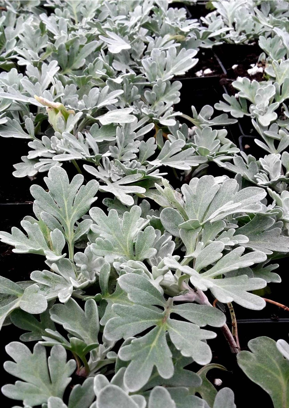 Полынь Стеллера, Artemisia stelleriana "Silver Brocade"