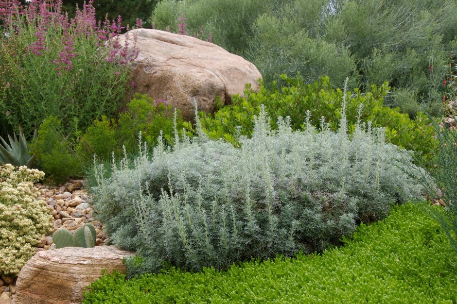 Полынь пурша (Artemisia purshiana)