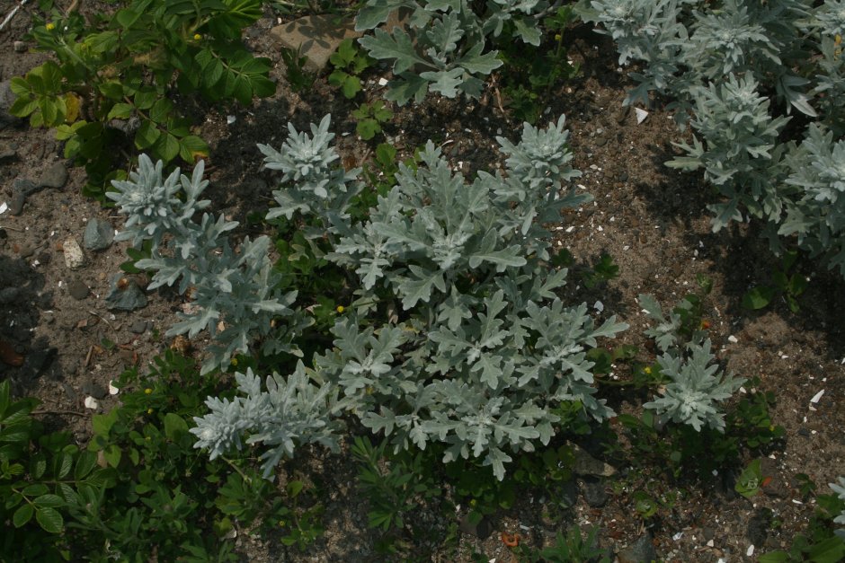 Полынь Стеллера (Artemisia stelleriana)