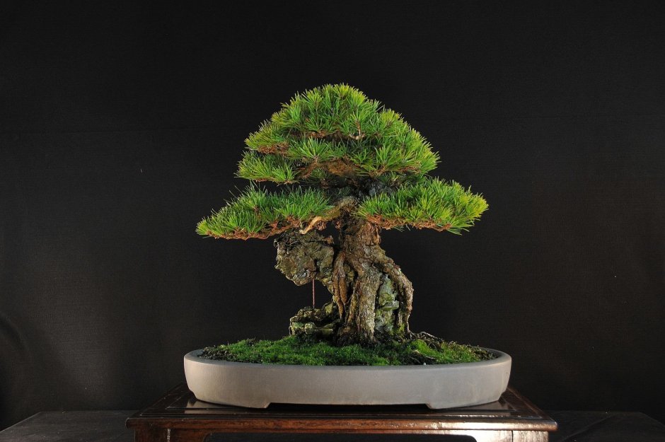 Pine Bonsai растение