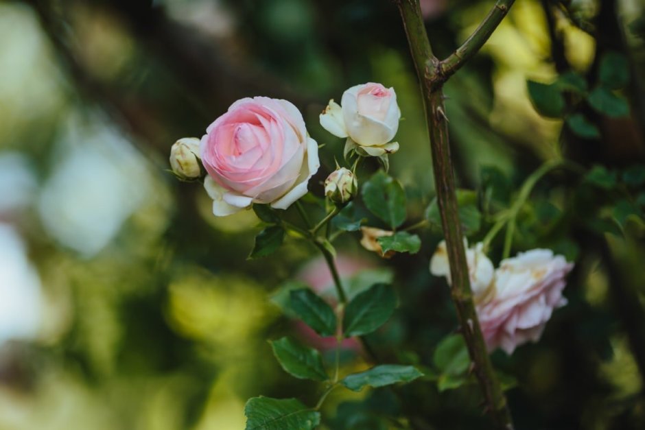 Розовая роза чайная листья