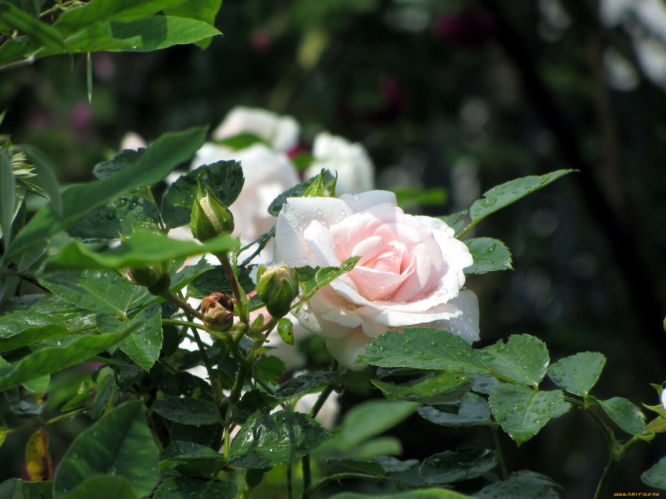 Штамбовая роза Камелия