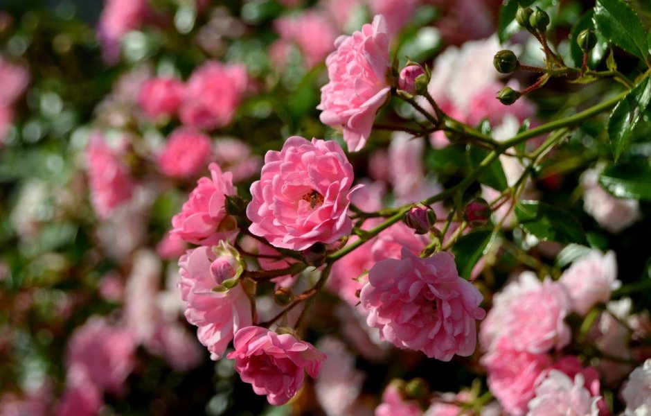 Розовый куст шиповник роза