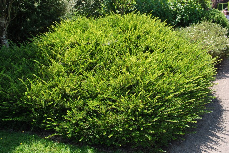 Lonicera pileata