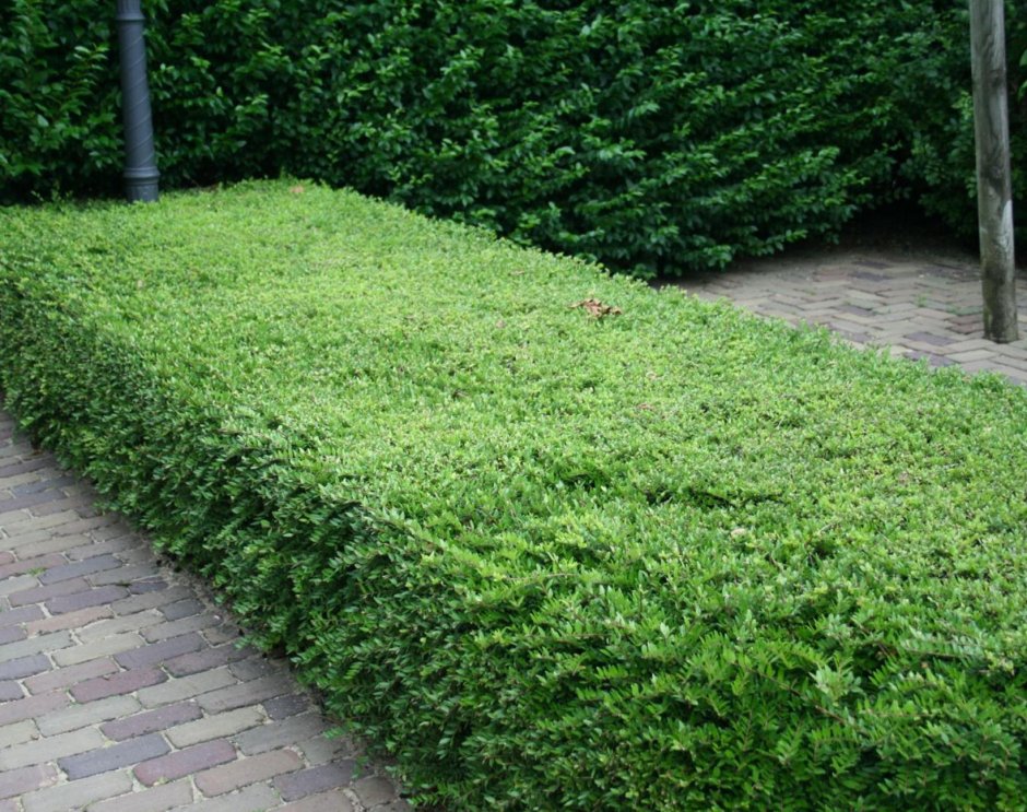 Жимолость блестящая (Lonicera nitida)