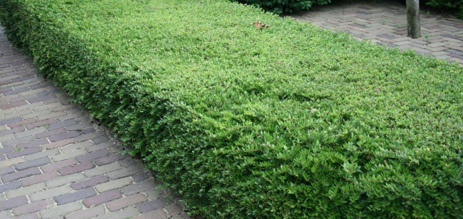 Жимолость блестящая (Lonicera nitida)