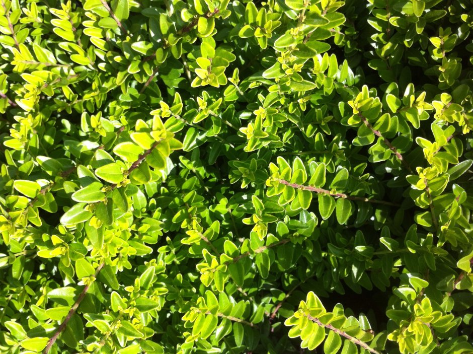Lonicera pileata