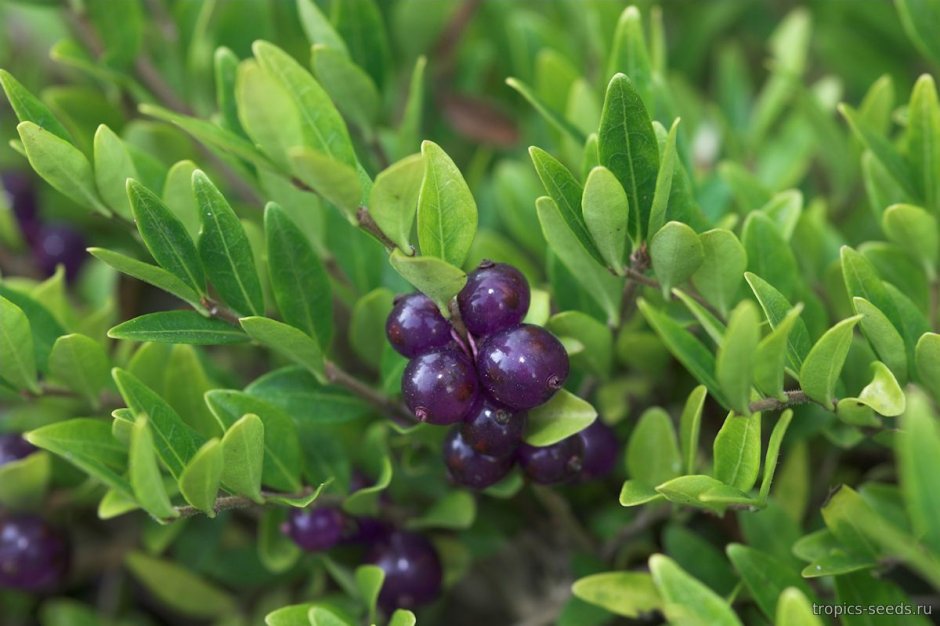 Lonicera pileata