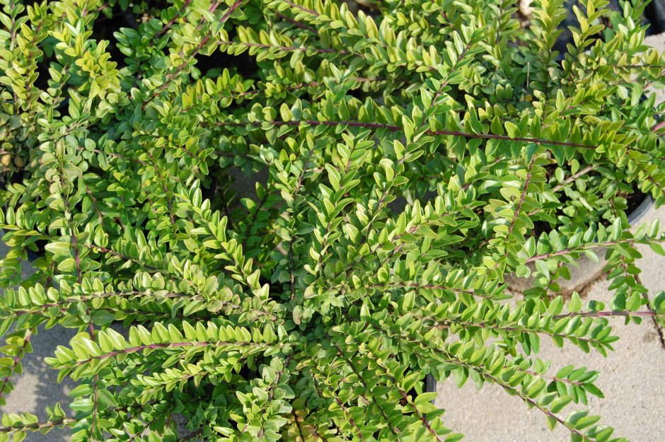 Жимолость блестящая (Lonicera nitida)