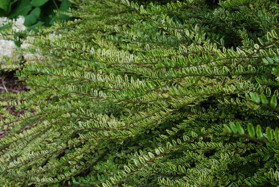 Жимолость шапочная Lonicera pileata