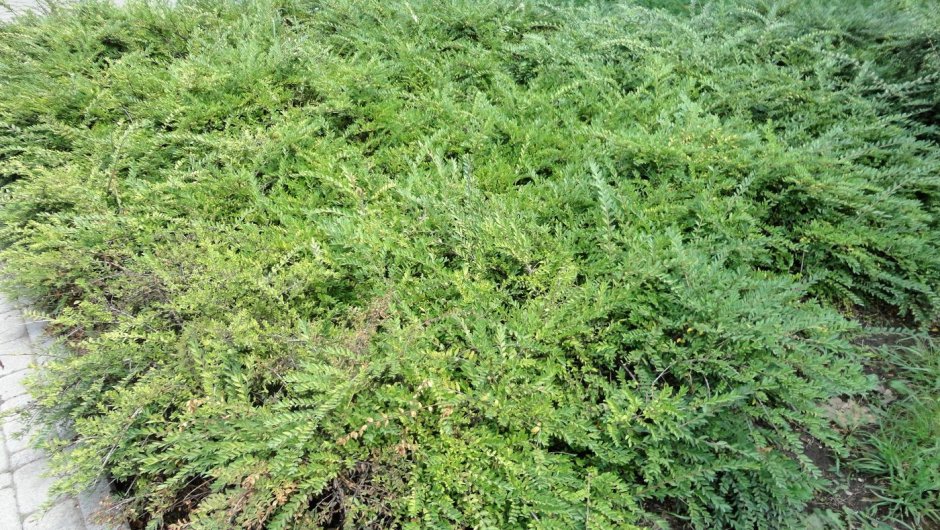 Жимолость Lonicera nitida
