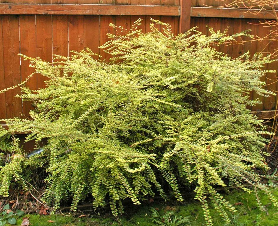 Lonicera nitida