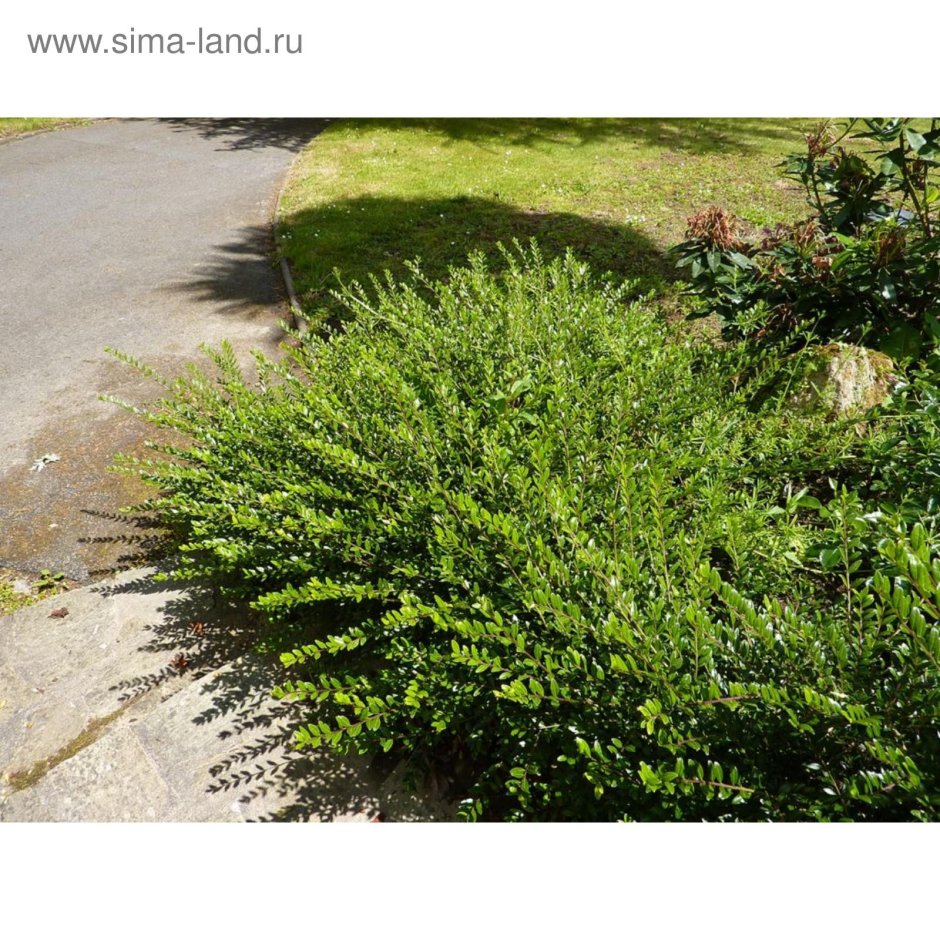 Lonicera nitida