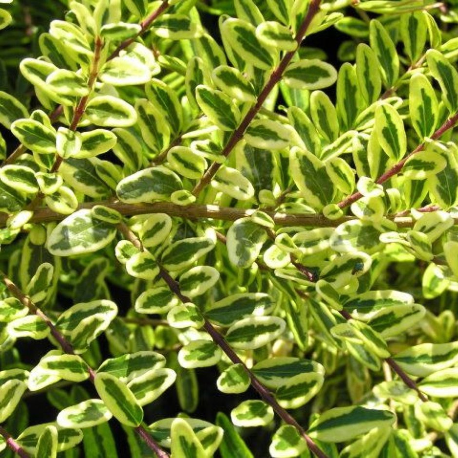Lonicera nitida