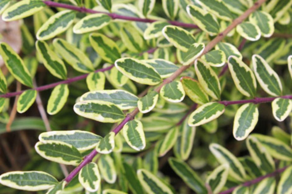 Lonicera nitida