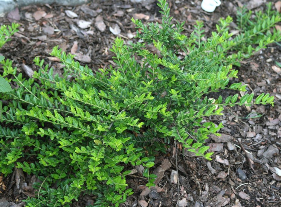 Жимолость шапочная Lonicera pileata