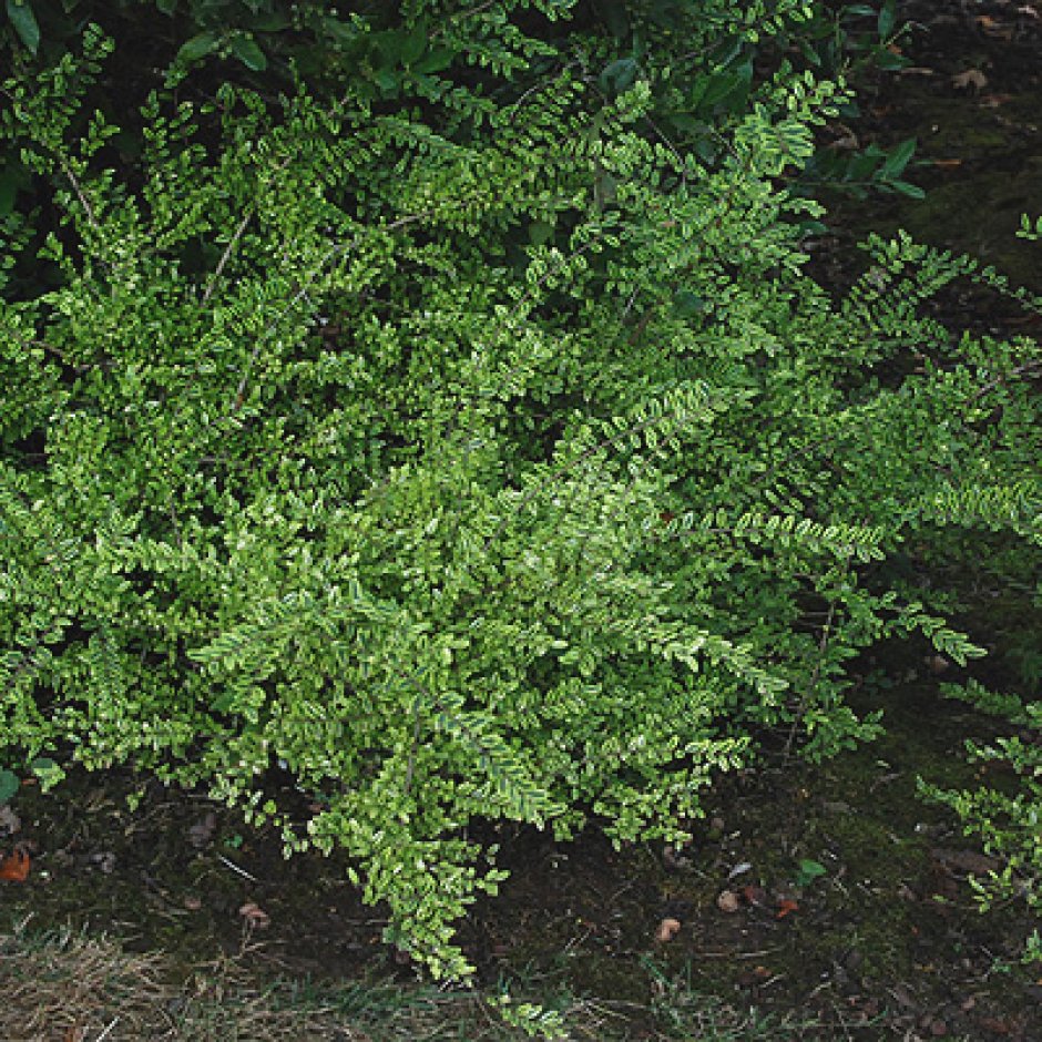 Жимолость блестящая (Lonicera nitida)