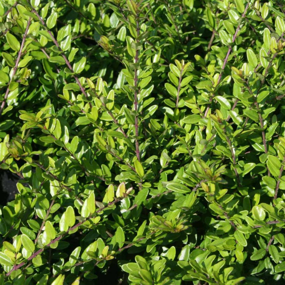 Lonicera nitida