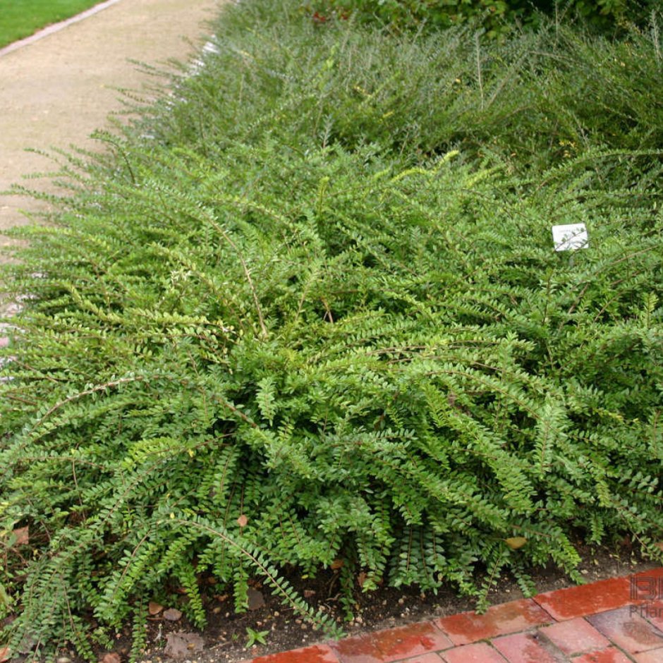 Lonicera nitida Scoop