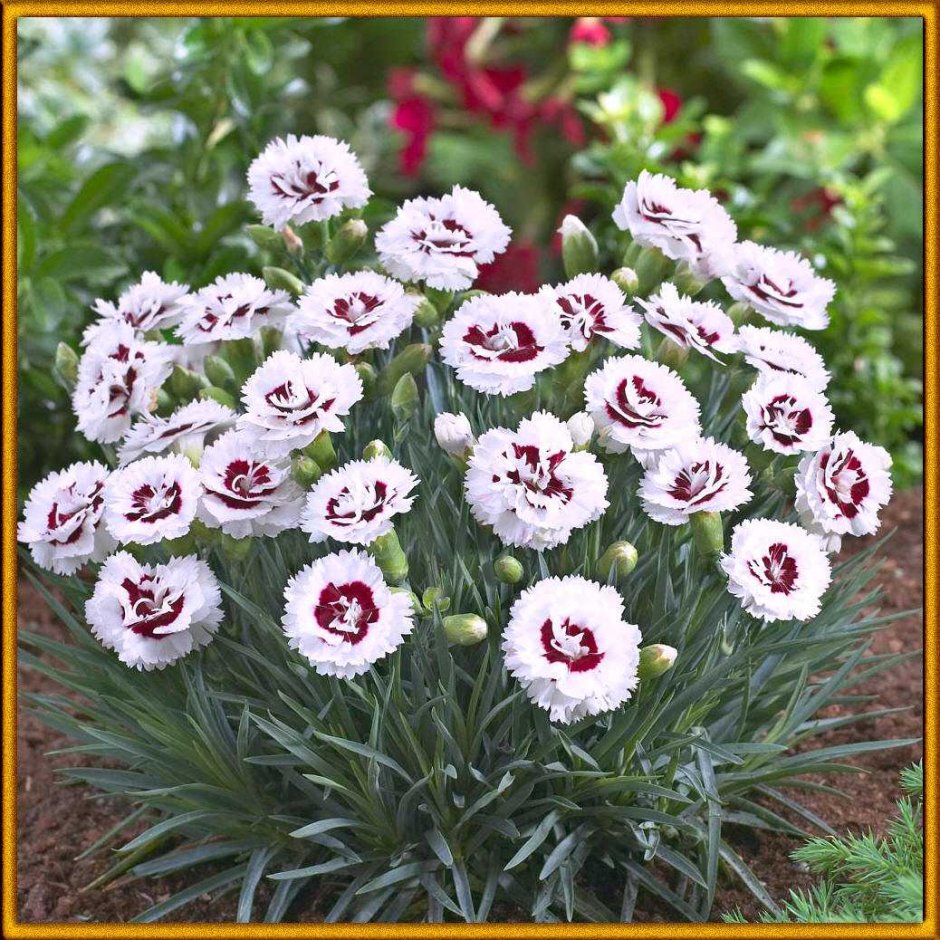 Садовая гвоздика (Dianthus caryophyllus)