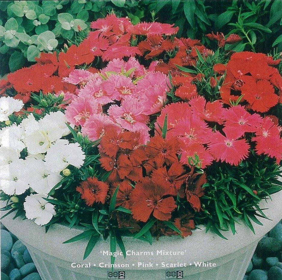 Гвоздика (Dianthus) шоугёрл