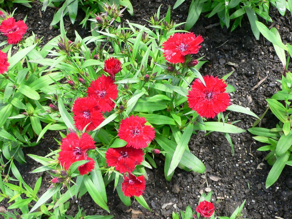 Гвоздика китайская (Dianthus chinensis l.)