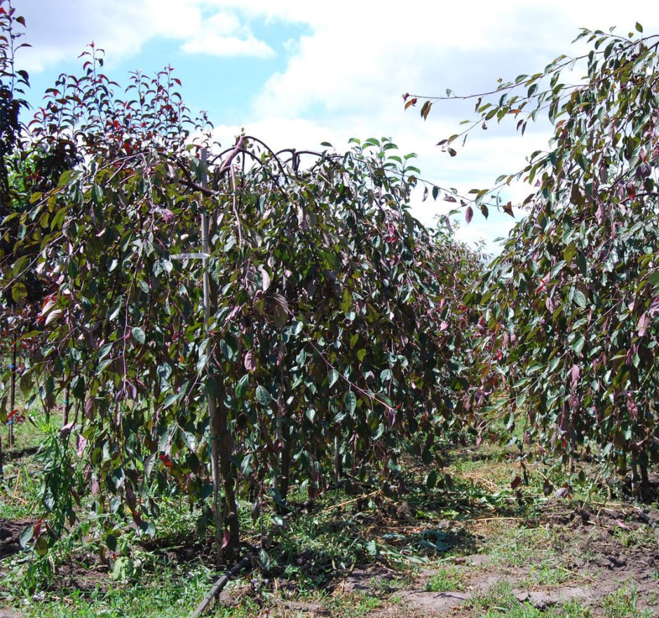 Яблоня `Роял Бьюти`, Malus `Royal Beauty`