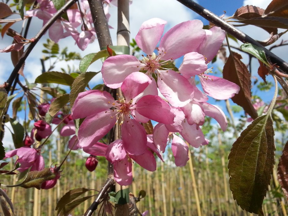 Crabapple Royal Raindrops