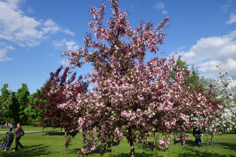 Декоративная яблоня Malus Pink