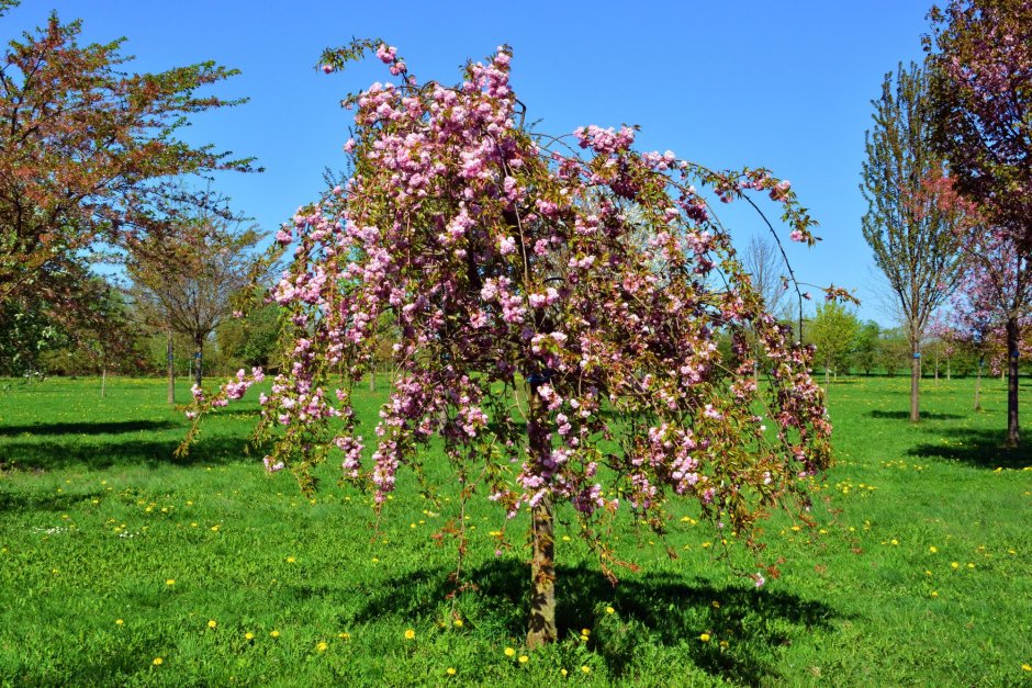 Яблоня `Роял Бьюти`, Malus `Royal Beauty`