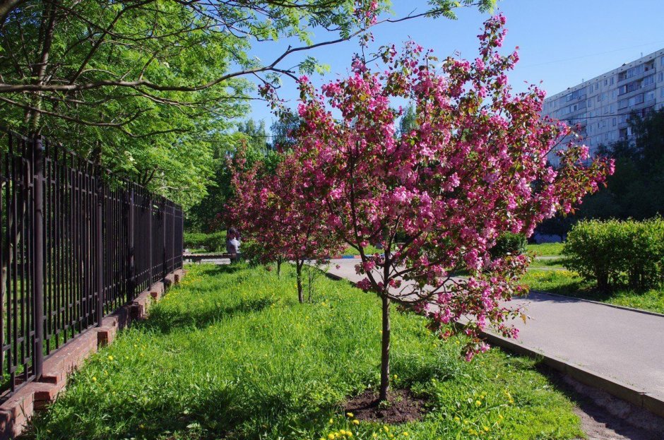 Яблоня Malus pendula