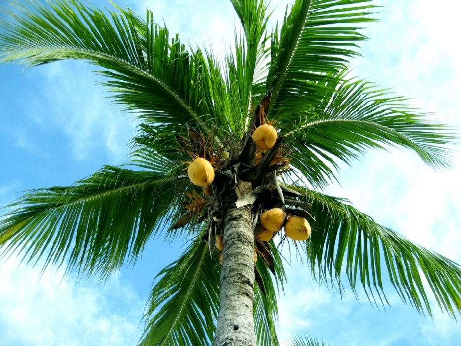 Кокосовая Пальма (Cocos nucifera)