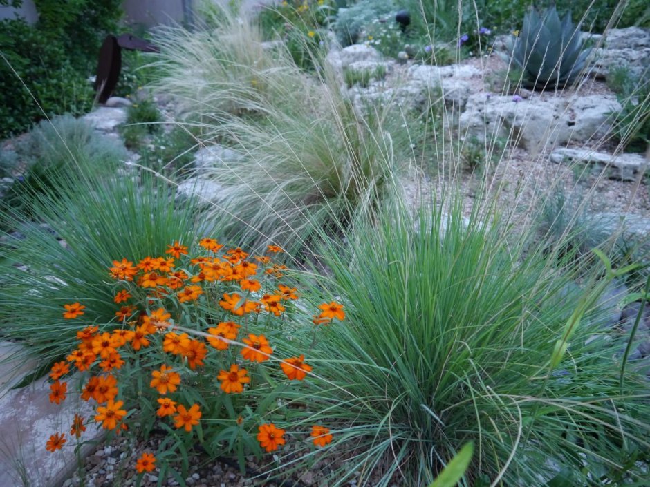 Овсяница метельчатая (Festuca Scoparia)