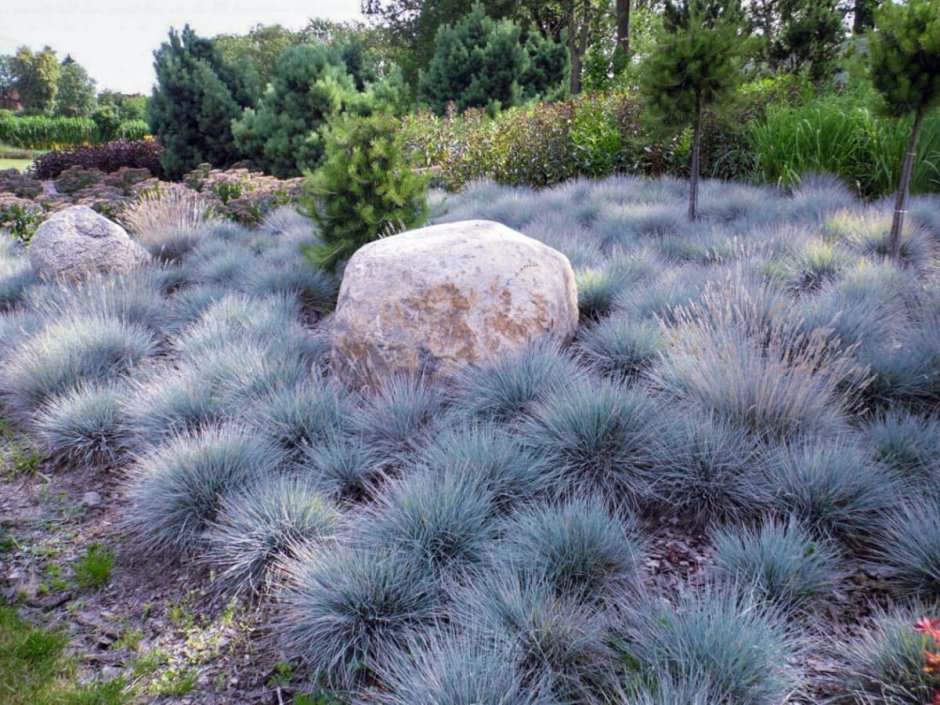 Овсяница сизая (Festuca glauca)