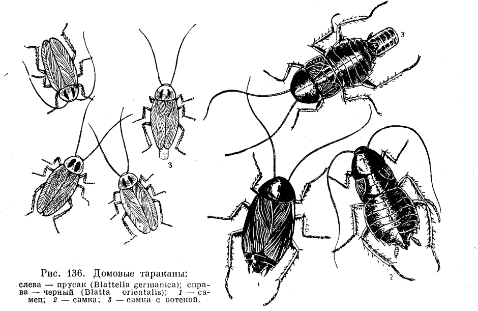Семейный снимок тараканов