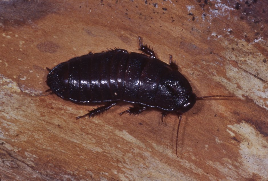 Таракан черный (Blatta orientalis)