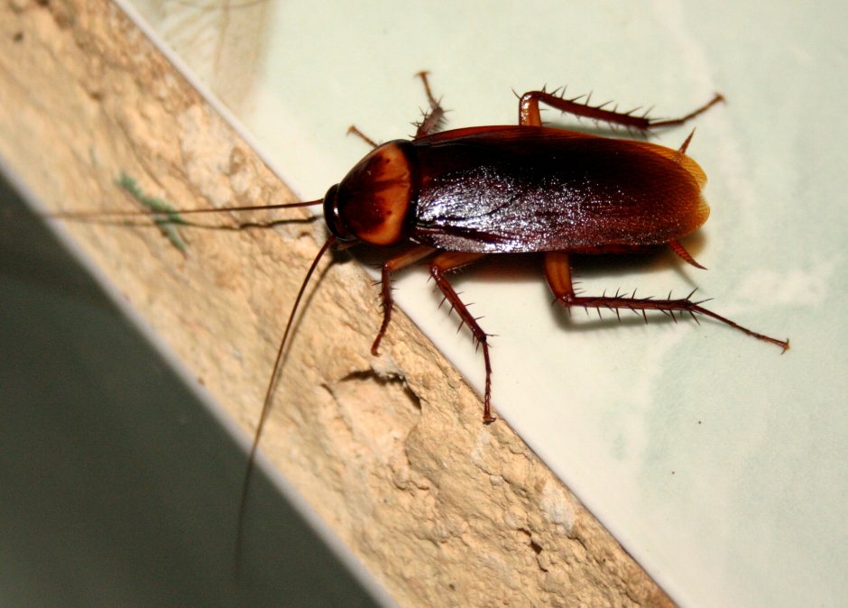 Blatta orientalis таракан