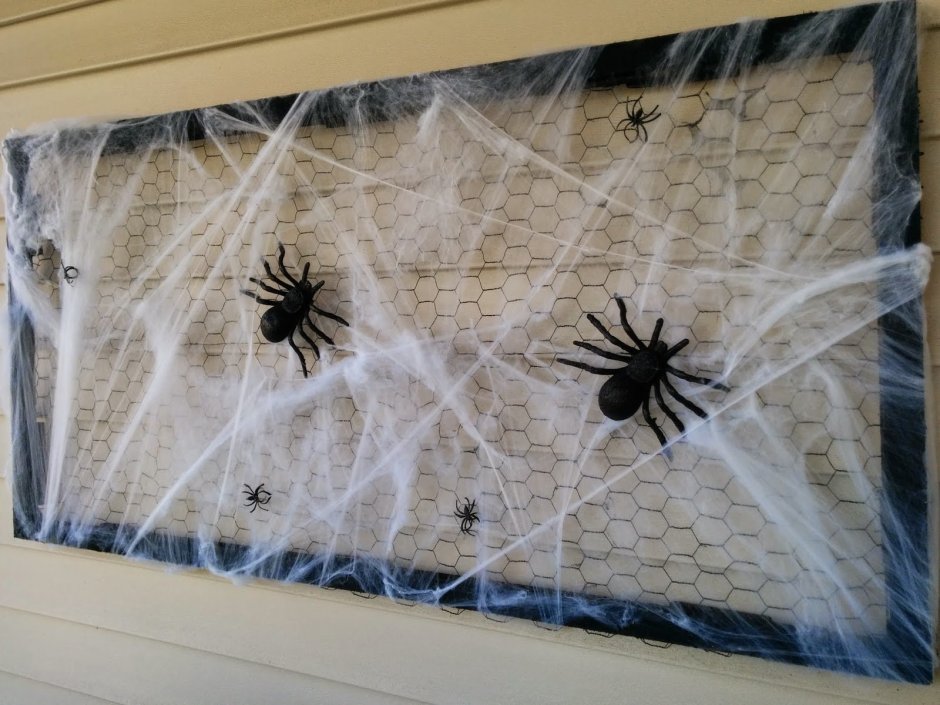 Домашние пауки