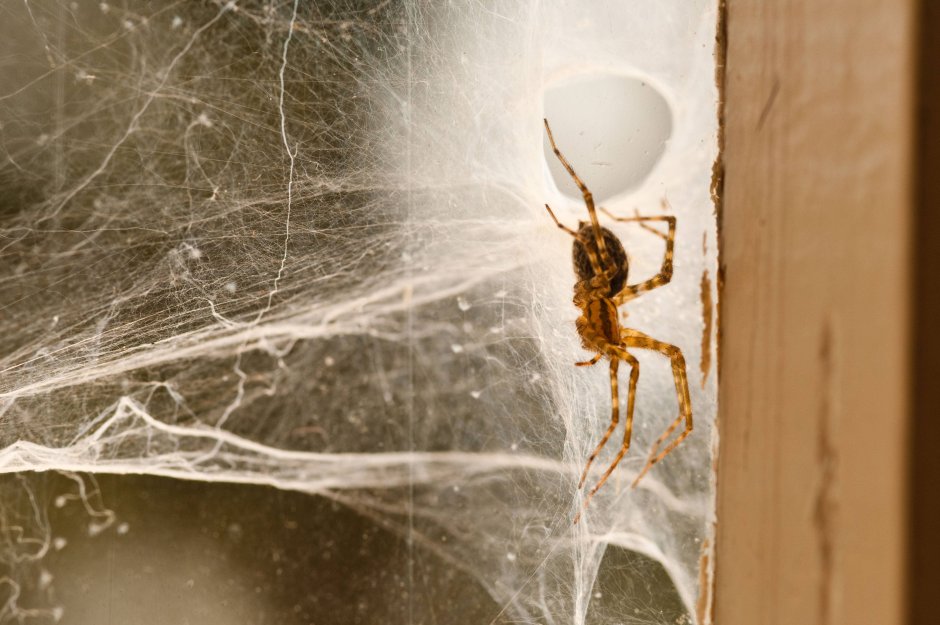 Большой паук на стене