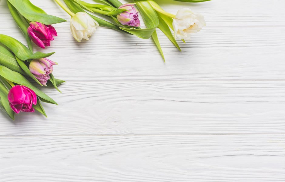 Тюльпан фиолетовый