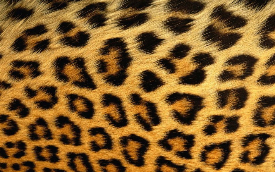 Леопардовая шкура фон