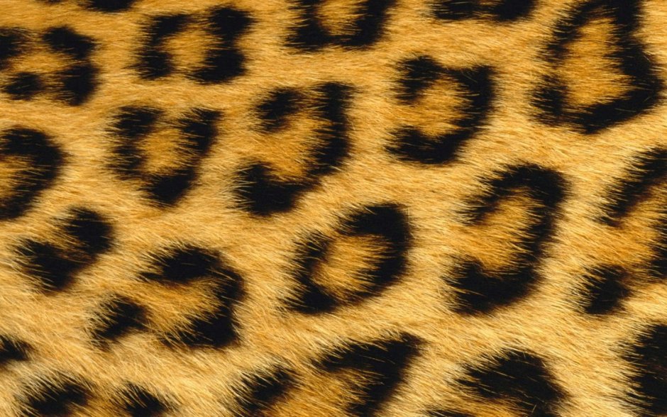 Леопардовые обои