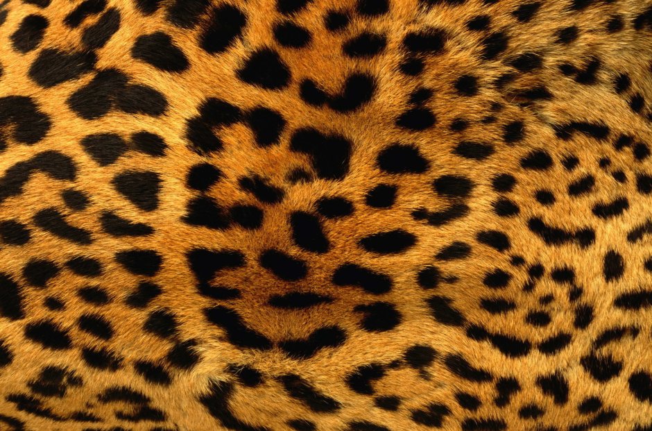 Леопард паттерн