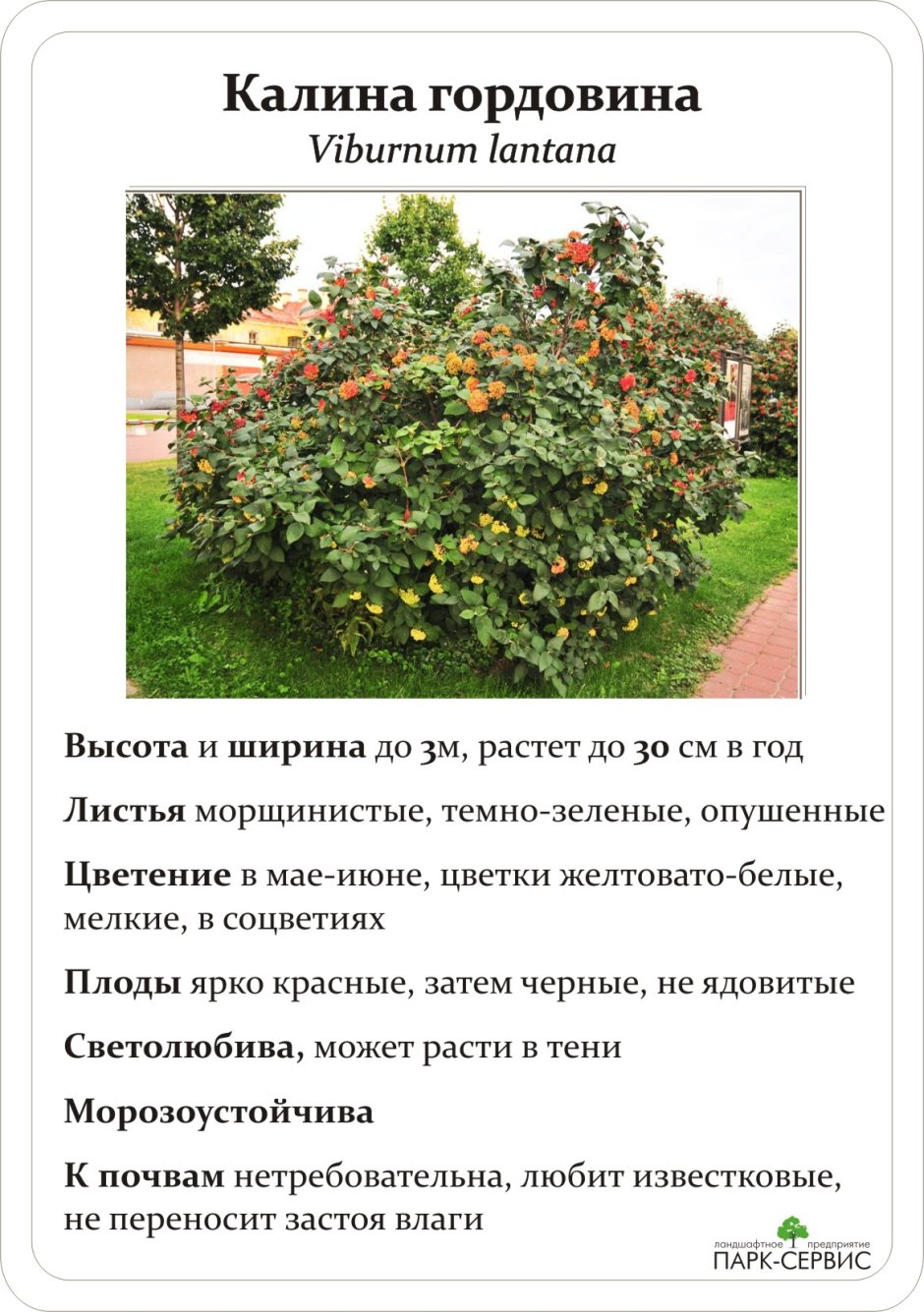 Калина гордовина изгородь