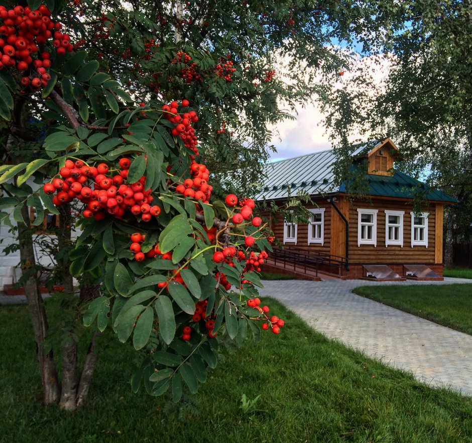 Лесная рябина красная