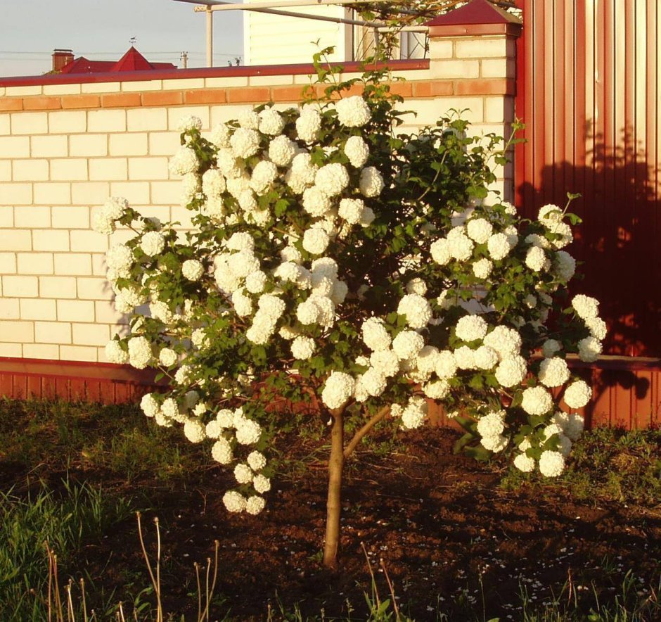 Калина бульденеж