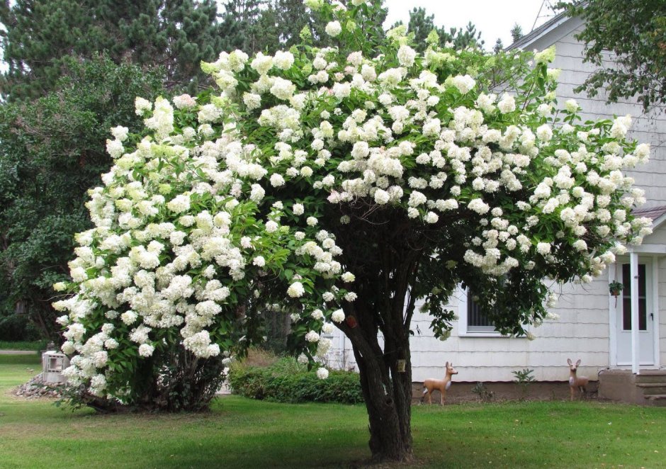 Калина бульденеж куст