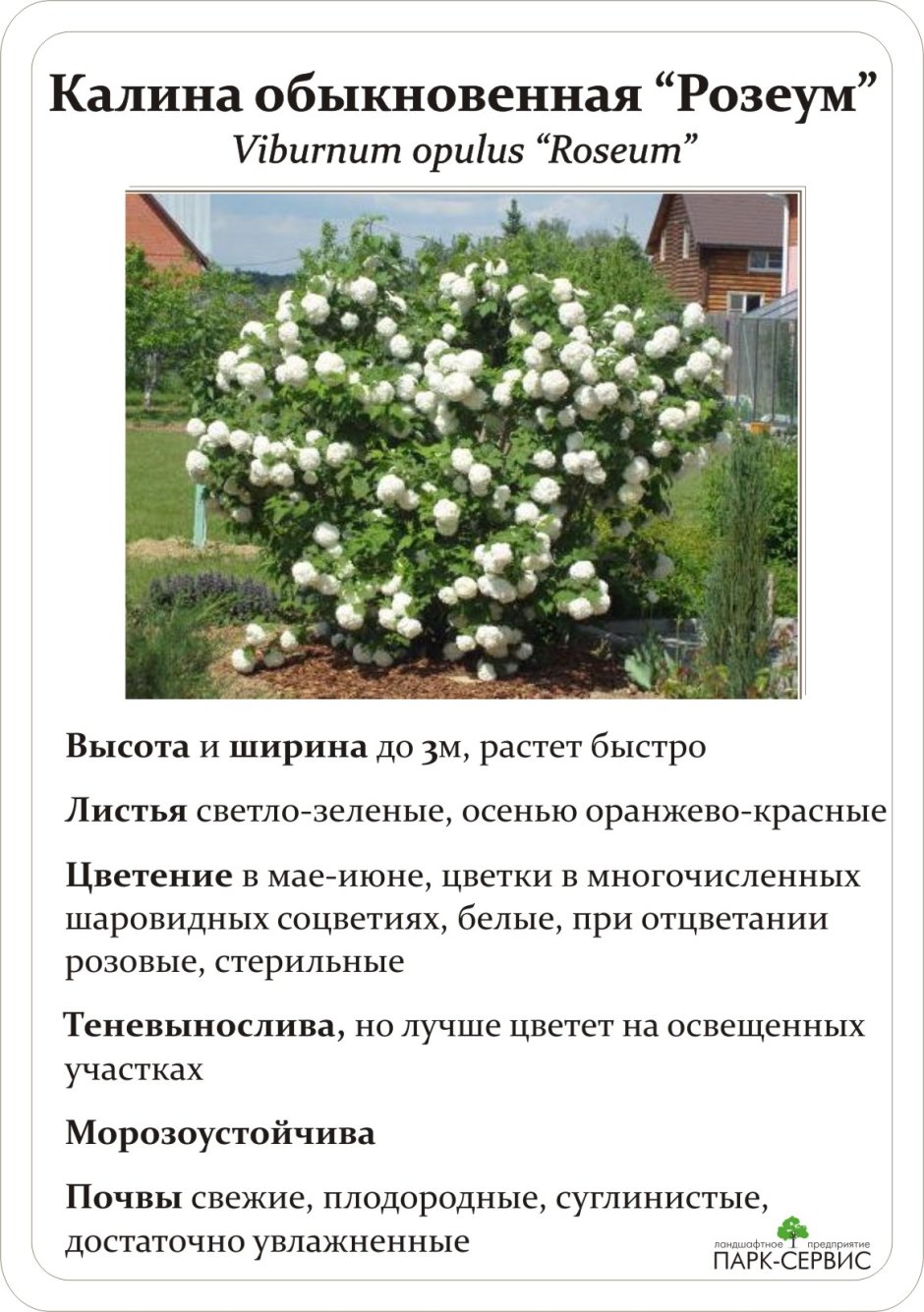 Калина Розеум схема посадки